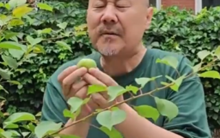 腾格尔连续五年挑战自家酸杏 发布魔性新歌《咱家的杏》！