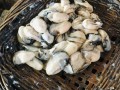 海蛎的营养价值及功效（海蛎的营养价值要了解一下）