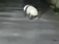 男子遇夜跑大熊猫一开始以为是猪 跑起来憨憨的！