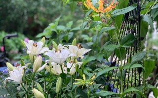 百合的种植方法和最佳时间（如何种植百合，最佳的种植时间和方法）