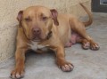 比特犬价格多少钱一只（比特犬的市场价格及购买情况）