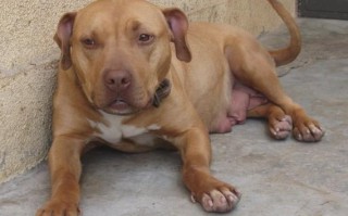 比特犬价格多少钱一只（比特犬的市场价格及购买情况）
