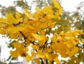 银杏树的介绍和特点（银杏树的基本情况和特性概述）