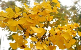 银杏树的介绍和特点（银杏树的基本情况和特性概述）