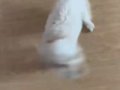 狗狗看到主人回家兴奋成陀螺 网友普：快抱起来吧，一会儿飞走了！