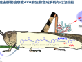 中科院破解蝗虫“交流暗号” 引诱聚集起来一网打尽！