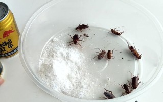 小苏打杀虫最佳配方（如何用小苏打杀蟑螂）