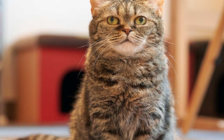 男子被猫抓伤后确诊“猫抓病”：出现反复发烧症状！