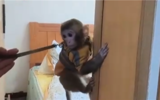 女子救下猕猴养半年 自然资源局：涉嫌违法！