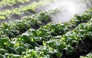尿素叶面喷施一桶水30斤加多少（叶面喷尿素时的稀释比例）