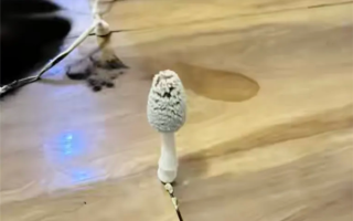 湖北一网友国庆出门后家里长蘑菇 专家：学名灰盖拟鬼伞 可食用！