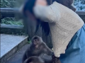 游客被峨眉山猴子围扑咬伤 景区回应来了！