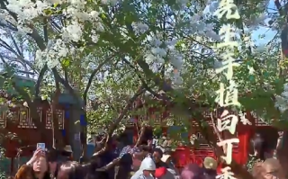 鲁迅在北京故居手植白丁香已满百年！