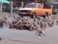 泰国猴子在马路中央群殴 到底怎么回事