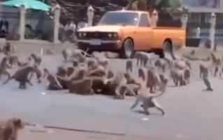 泰国猴子在马路中央群殴 到底怎么回事