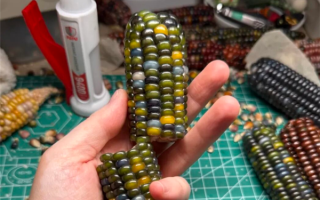 文玩玉米需求暴涨价格炒到上万元 医生：频繁盘可能损害健康！