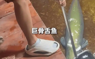 男子在家中建10米长鱼缸养巨骨舌鱼 表示有点刹不住车了！