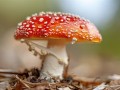 今年第一批吃菌子中毒的人出现了：小伙出现幻觉 隔空抓物!