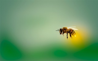 印度亿万富翁吞下一只蜜蜂后猝逝 医生科普：超敏反应、高死亡率！
