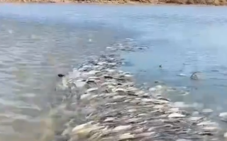 赤峰达里湖百万华子鱼逆流而行 场面壮观！