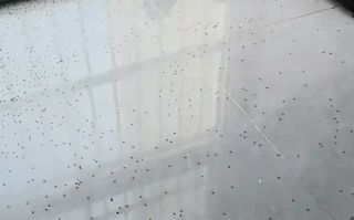 女子32楼家爬满隐翅虫喷了4瓶杀虫剂 老公杀虫中毒！