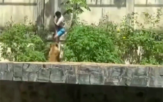 巴西19岁男子闯入狮子园区被母狮子咬死：监控拍下全程 ！