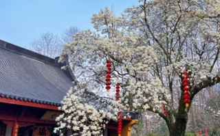 杭州法喜寺500年古玉兰如期绽放：从明代生长至今 皎皎如白玉！
