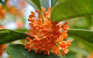 红桂花与黄桂花的区别（红桂花和黄桂花有何不同之处）