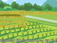 平方米换算成亩怎么算（平方米与亩的换算方法）