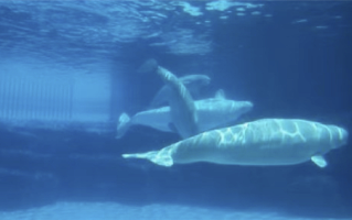 卖给中国计划被叫停后 加拿大或将安乐死30头白鲸！