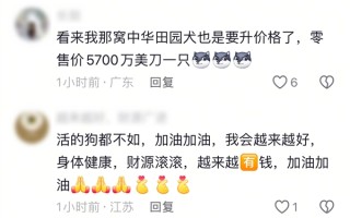 世界上最贵的狗被卖出：系狼和牧羊犬杂交 以4100万元成交！