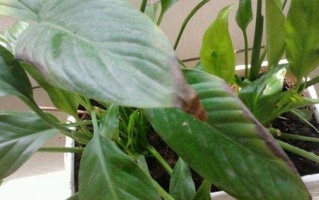 白掌叶子尖焦黑的原因（白掌叶子尖部分变焦变黑的原因）