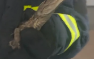 女子报警有蛇“好大的一个” 消防员到场抓获一条鳄鱼！