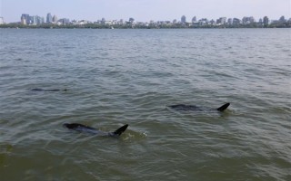 西湖有多条“鲨鱼”出没！景区：系能捞手机的仿生机器鱼！