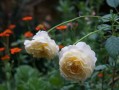 花信之年的年龄（花信之年指的是多少岁的年龄段）