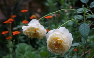 花信之年的年龄（花信之年指的是多少岁的年龄段）
