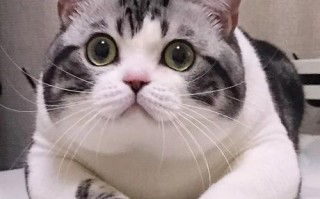 起司猫为什么不宜养（为什么起司猫不适合作为宠物养）