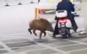 江苏台报道野猪冲进江苏电视台 疑为今日闯入南大校区逃跑野猪！