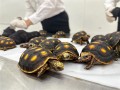 女子紧身裤里藏30只活体龟入境：均为濒危物种！
