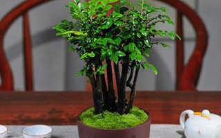 小叶紫檀盆景怎么养（小叶紫檀盆景的美化效果）