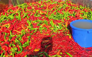 鱼塘用辣椒喂鱼 塘主：鱼会更漂亮口感更好 !