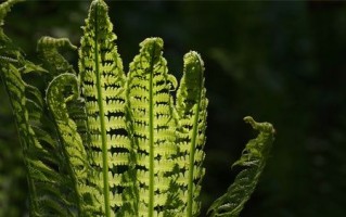 蕨类植物的主要特征（蕨类植物的形态等特点概述）