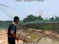 全国体感超45℃区域达到最大！河南网友：养鹅十多年头一次见鹅热死在水里!