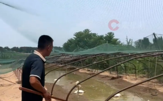 全国体感超45℃区域达到最大！河南网友：养鹅十多年头一次见鹅热死在水里!