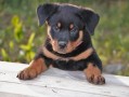 罗威纳幼犬价格及市场（罗威纳犬幼犬的价格和市场情况）