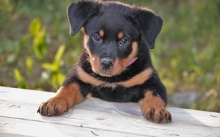 罗威纳幼犬价格及市场（罗威纳犬幼犬的价格和市场情况）