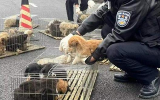 警民接力救助70余只被遗弃小狗 让它们在春节前有了家！