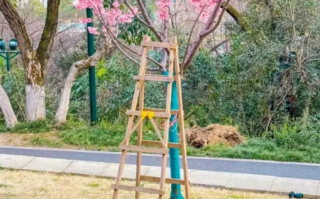 武汉赏樱点否认提供梯子拍照：爬梯赏花的行为违反了公园的相关规定！