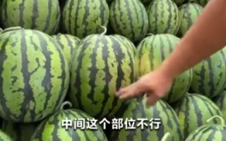 验瓜师每天拍上万个西瓜收入千元 现场教你挑选甜甜的“梦中情瓜”！