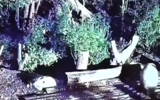 除夕夜熊猫“花花”被遗忘外场 官方回应：饲养员被解雇！